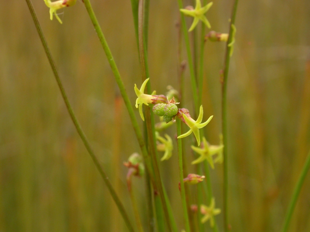 Stackhousia nuda (hero image)