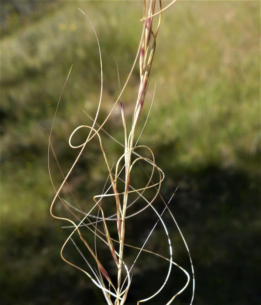 Austrostipa scabra subsp. falcata (hero image)