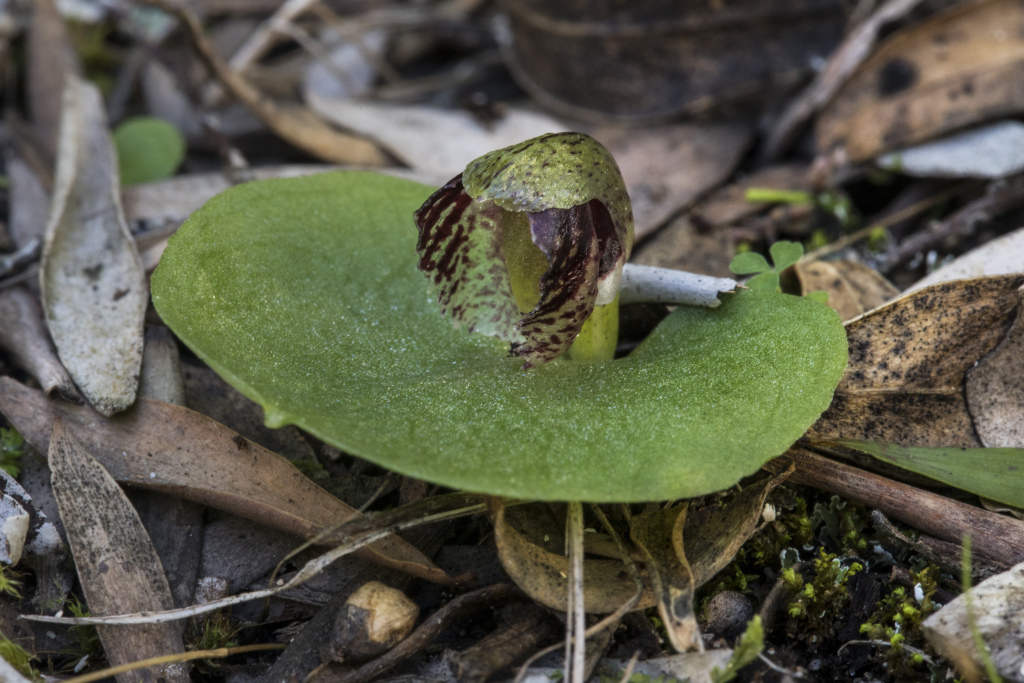 Corybas despectans (hero image)