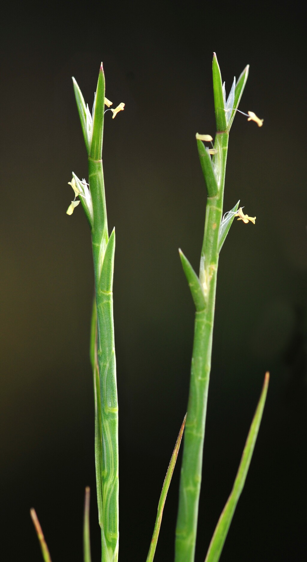 Hainardia cylindrica (hero image)