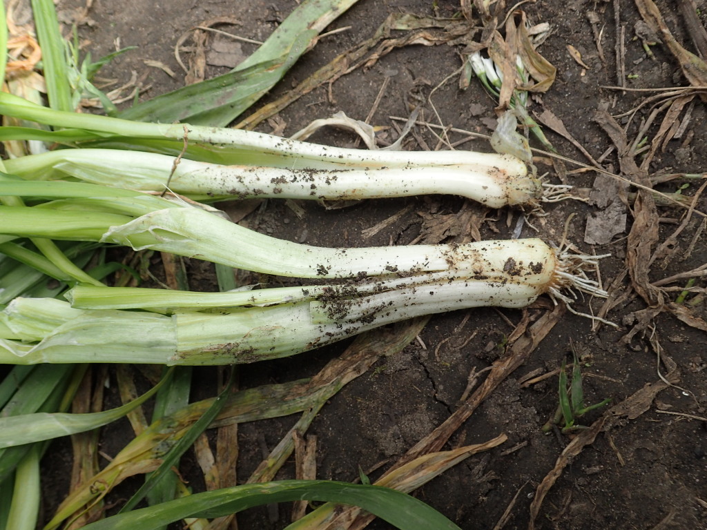 Allium triquetrum (hero image)