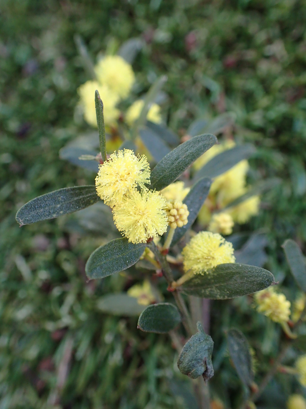 Acacia rostriformis (hero image)