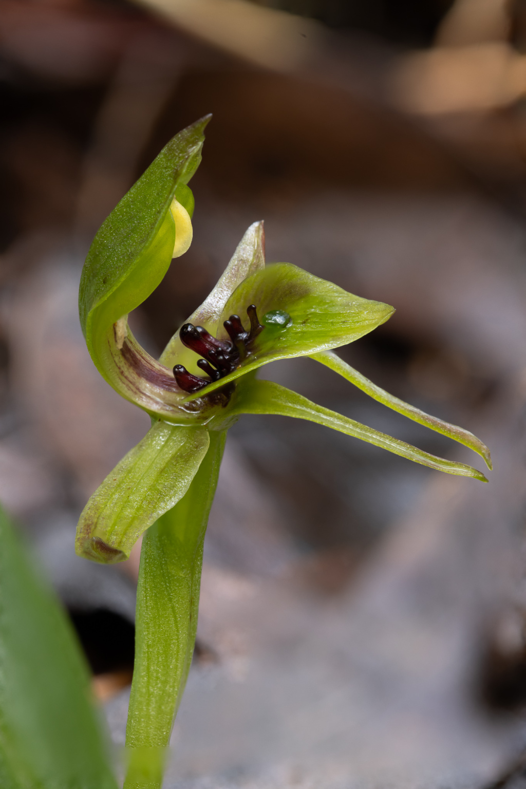 Chiloglottis jeanesii (hero image)