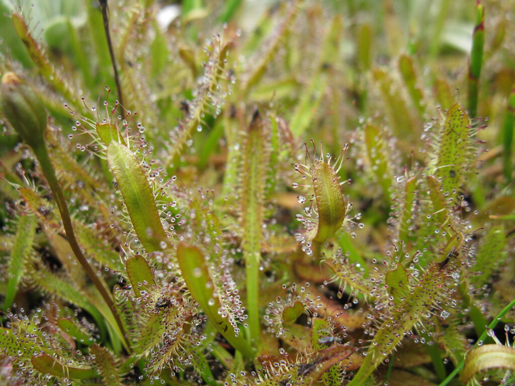 Drosera arcturi (hero image)