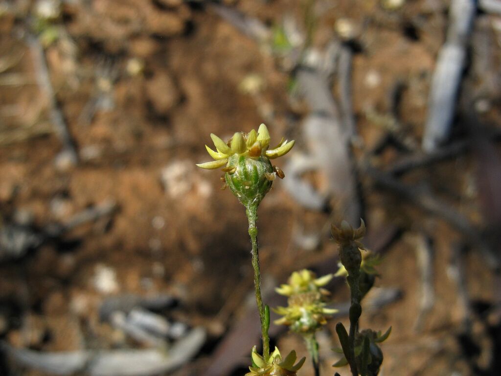 Hyalosperma semisterile (hero image)