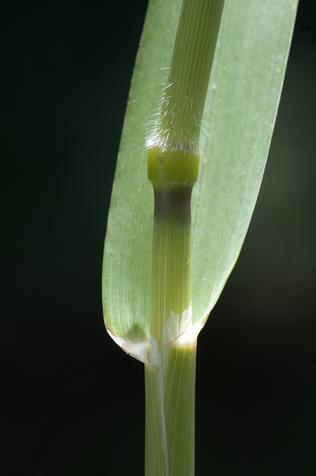 Avena sterilis (hero image)