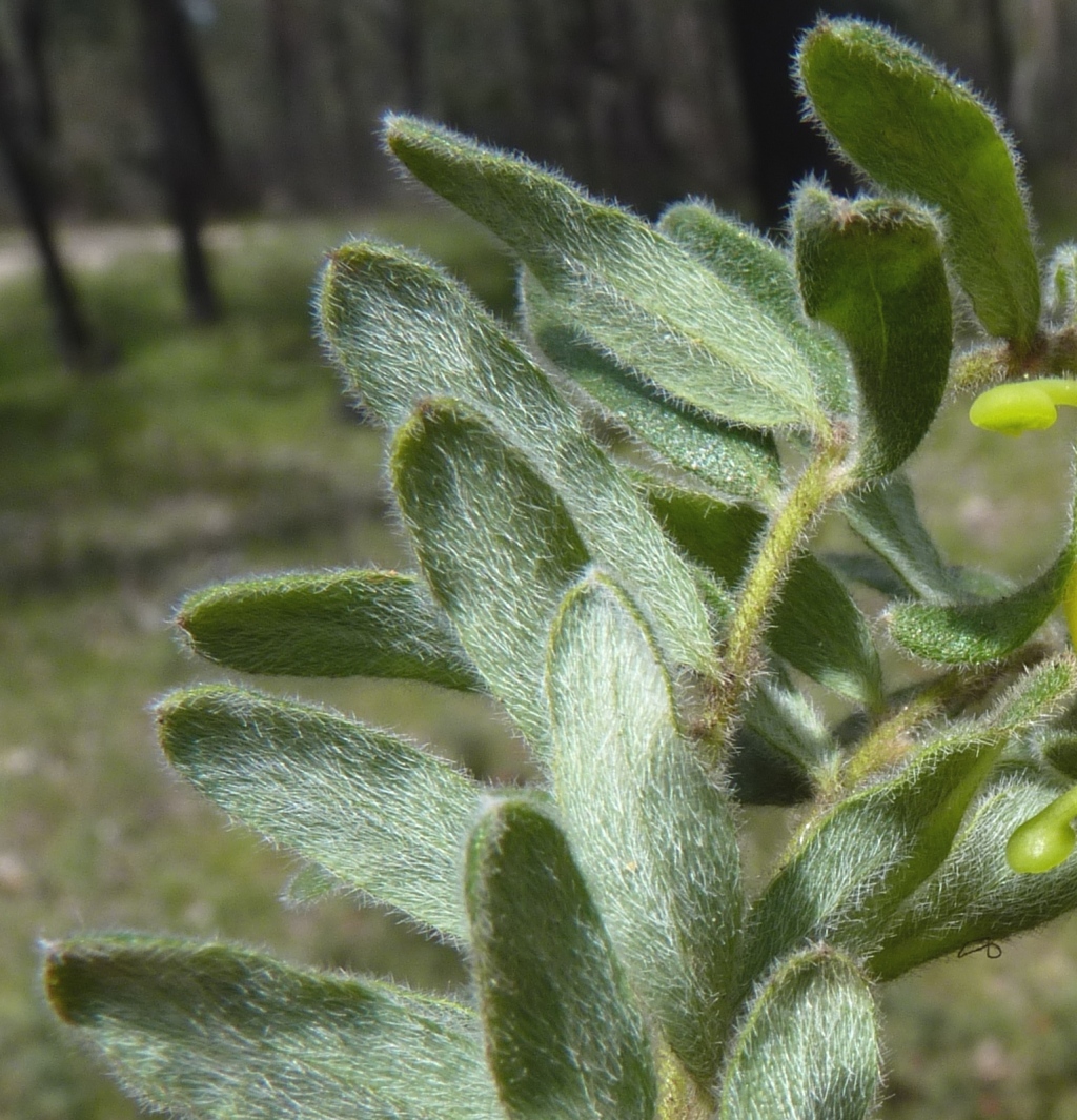 Grevillea alpina (hero image)
