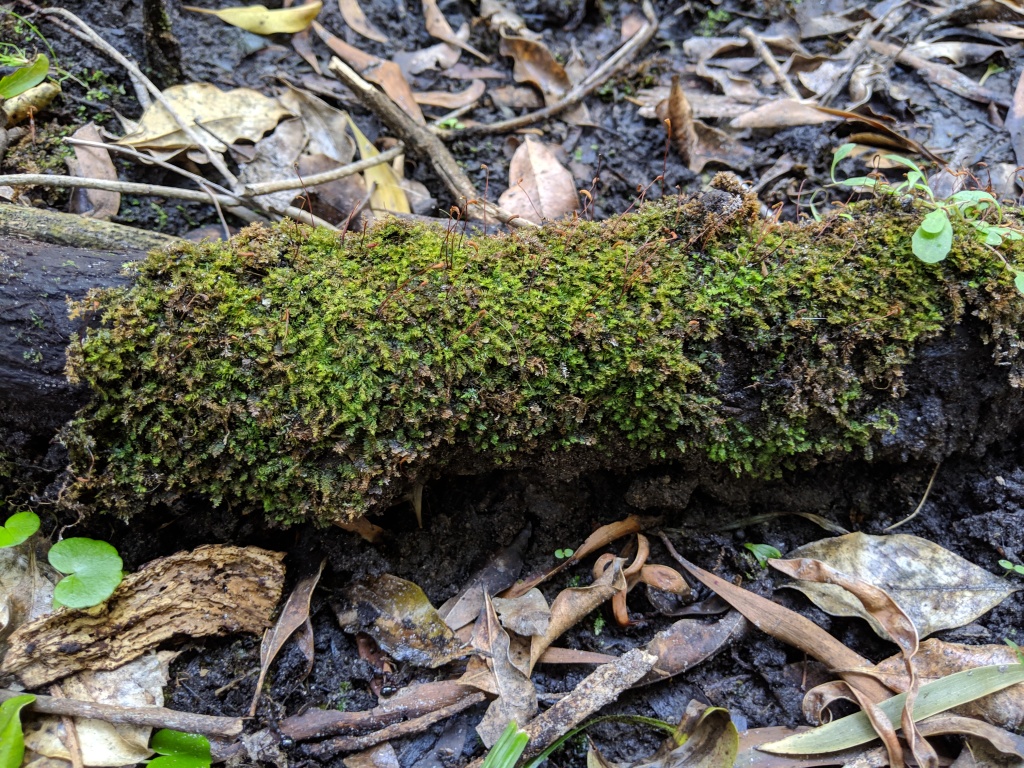 Racopilum cuspidigerum (hero image)