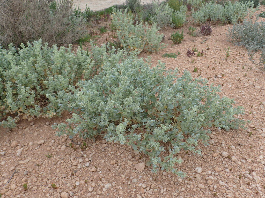 Atriplex lindleyi subsp. conduplicata (hero image)