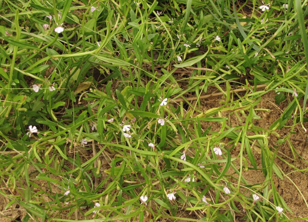 Lobelia anceps (hero image)