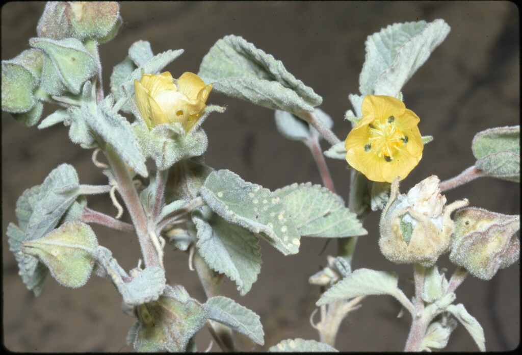 Abutilon otocarpum (hero image)