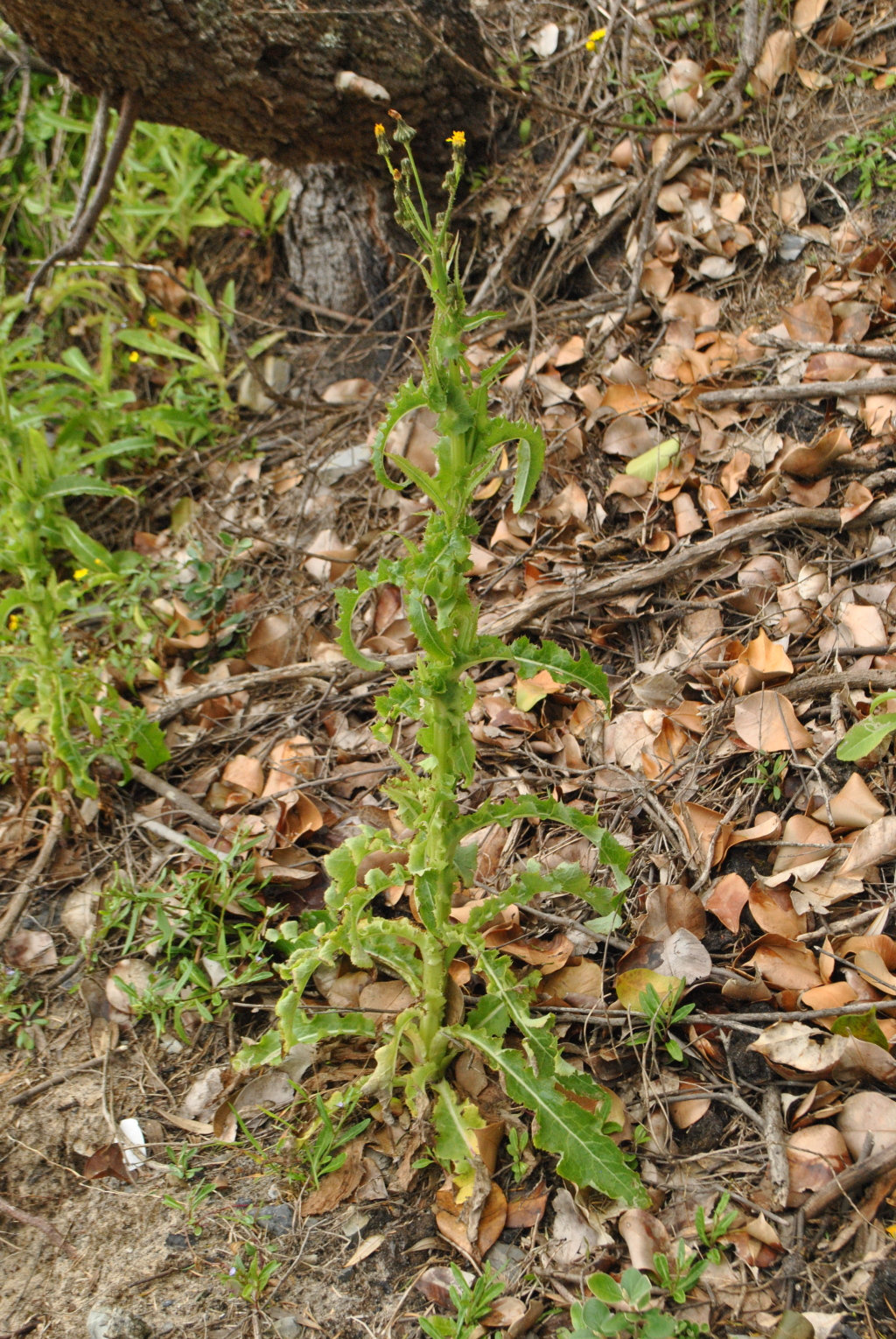 Sonchus hydrophilus (hero image)