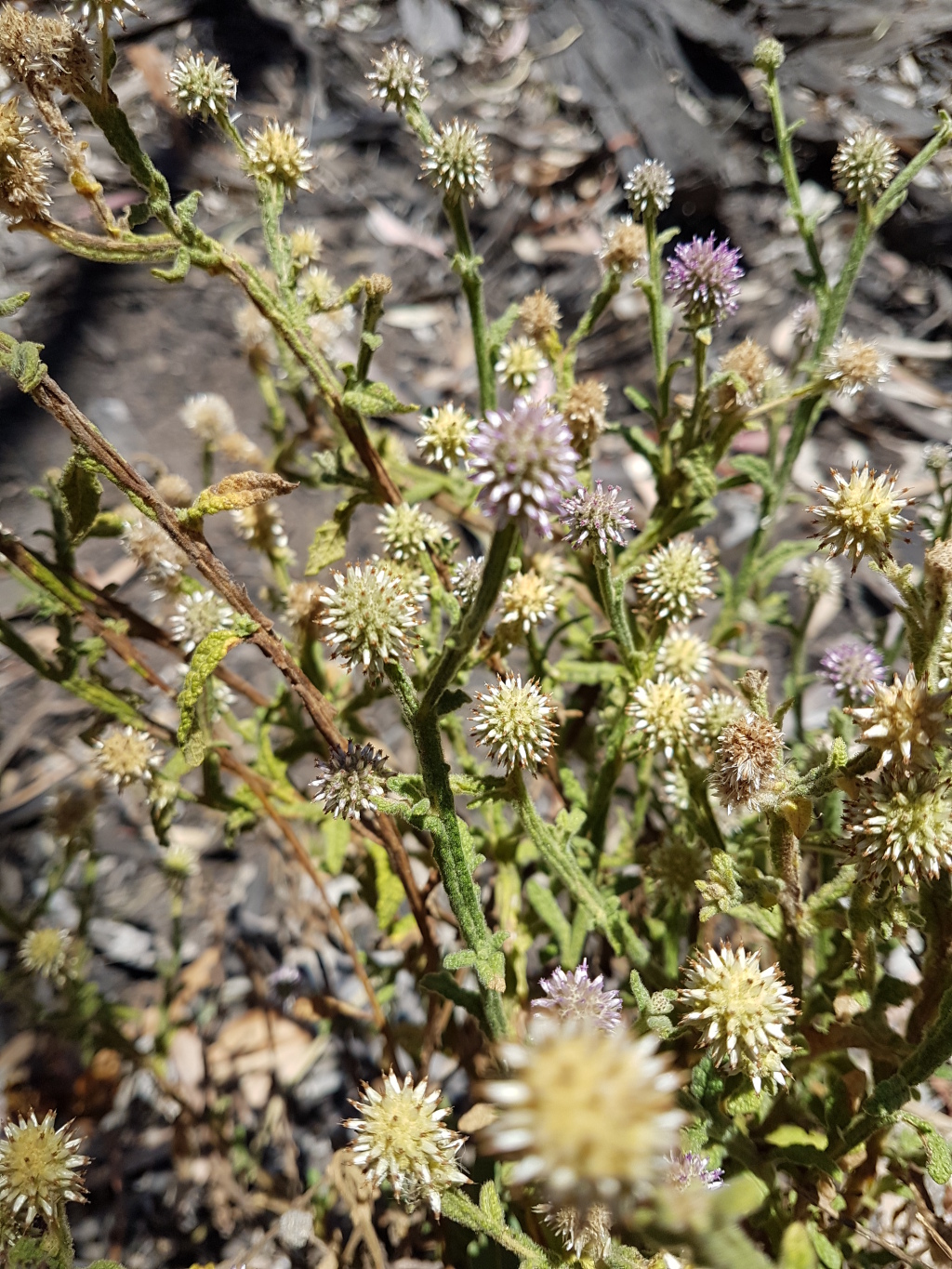 Pterocaulon sphacelatum (hero image)