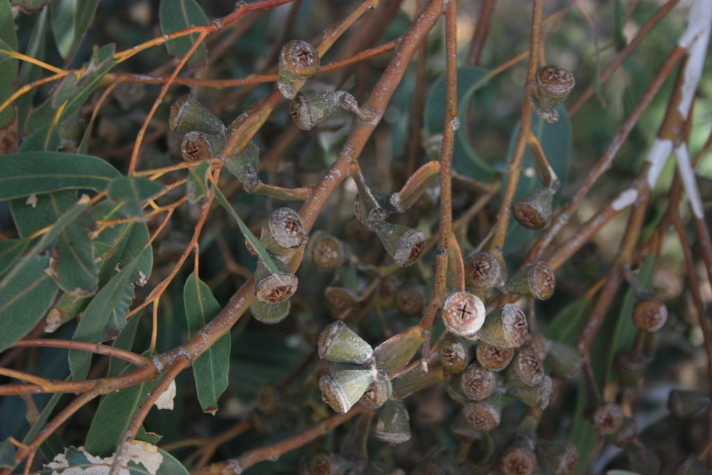 Eucalyptus gomphocephala (hero image)