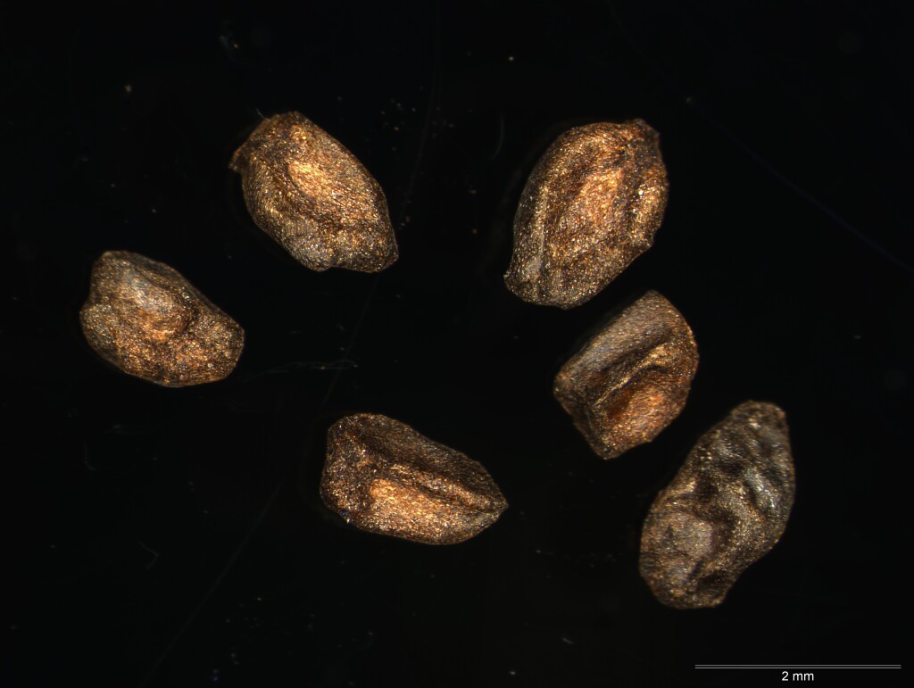 Eucalyptus viminalis subsp. pryoriana (hero image)