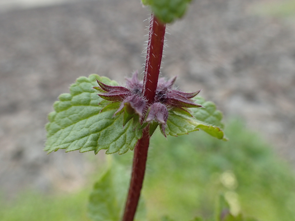 Stachys arvensis (hero image)