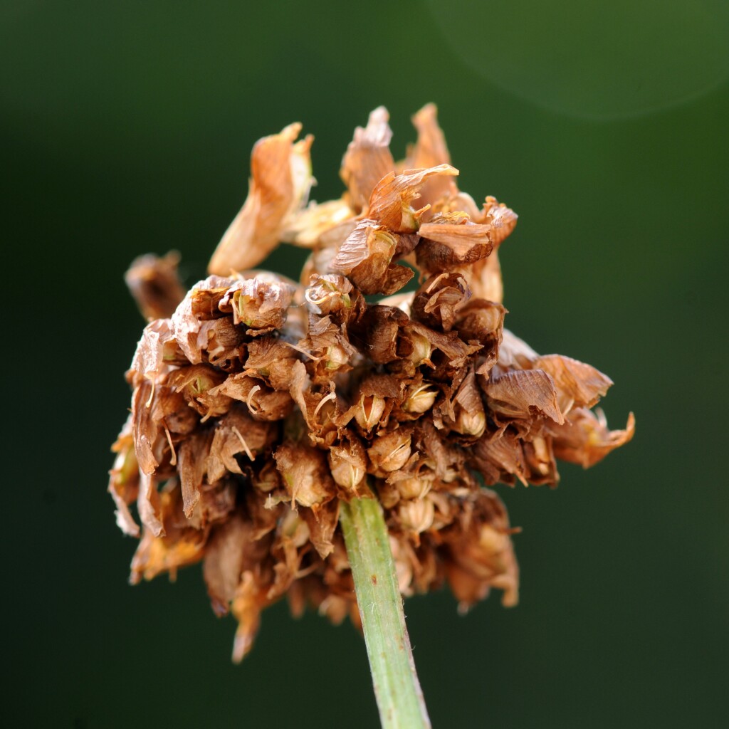 Trifolium (hero image)