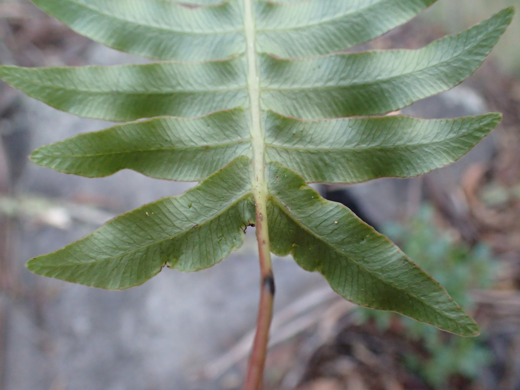 Blechnum deltoides (hero image)