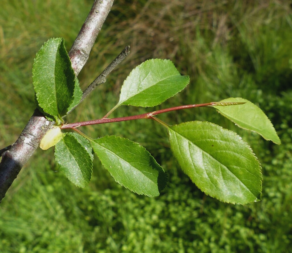 Prunus cerasifera (hero image)