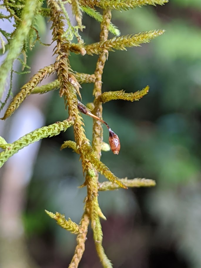 Meteoriaceae (hero image)