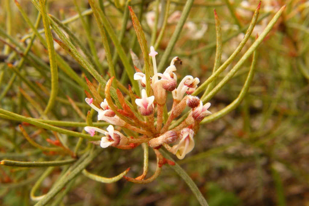 Grevillea micrantha (hero image)