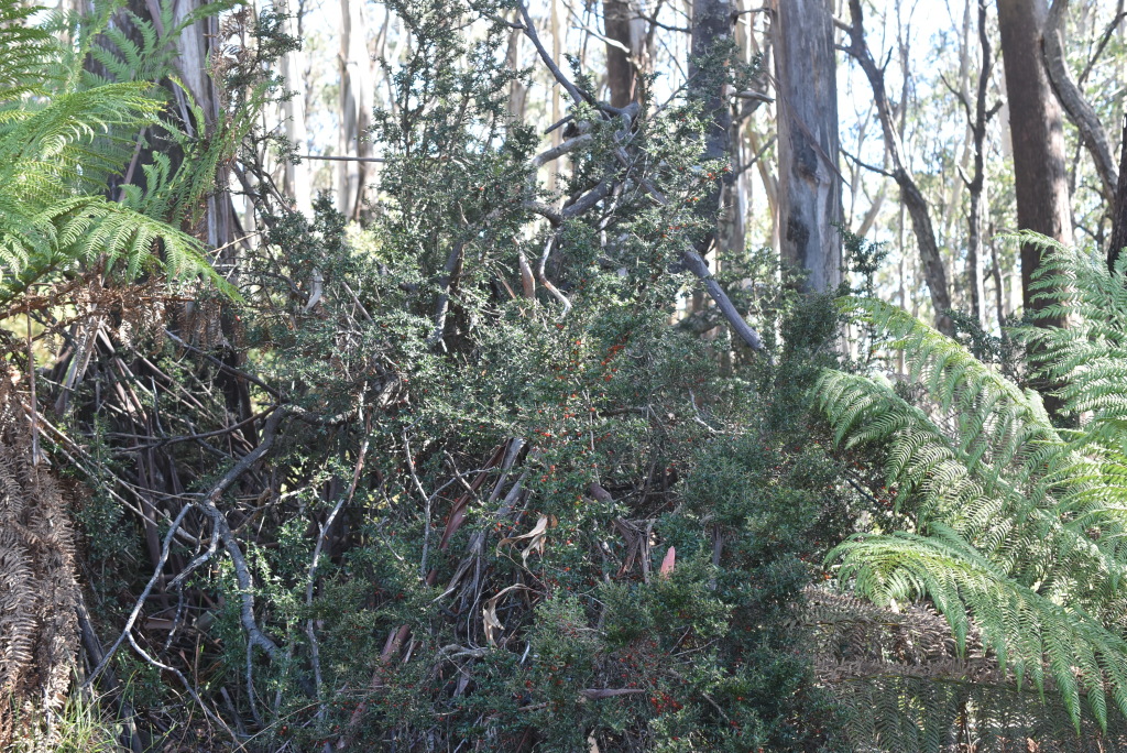 Coprosma nitida (hero image)