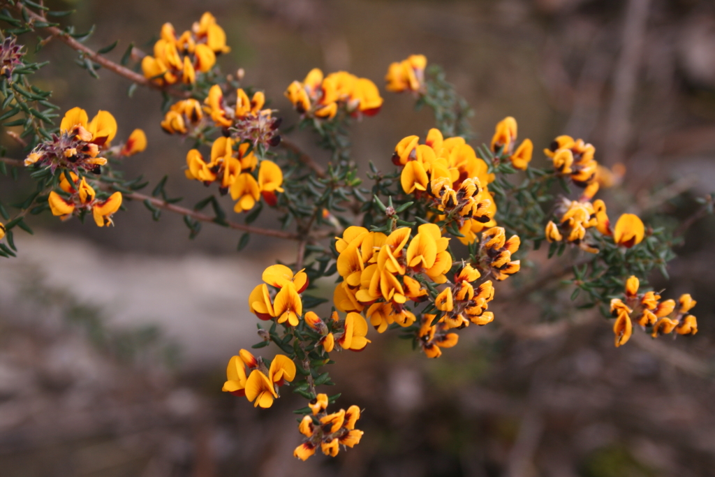 Pultenaea gunnii (hero image)