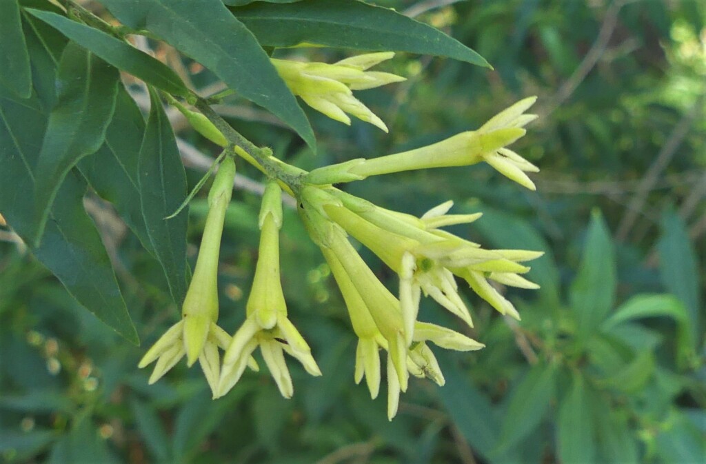 Cestrum (hero image)