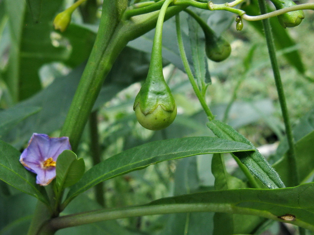 Solanum simile (hero image)