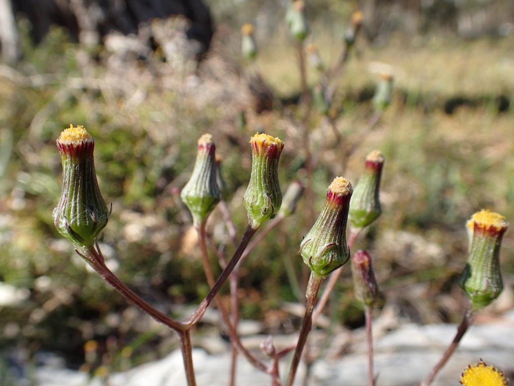 Senecio squarrosus (hero image)