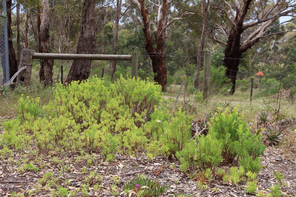 Crassula tetragona (hero image)