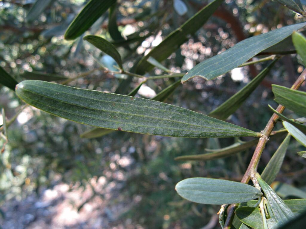 Acacia trineura (hero image)