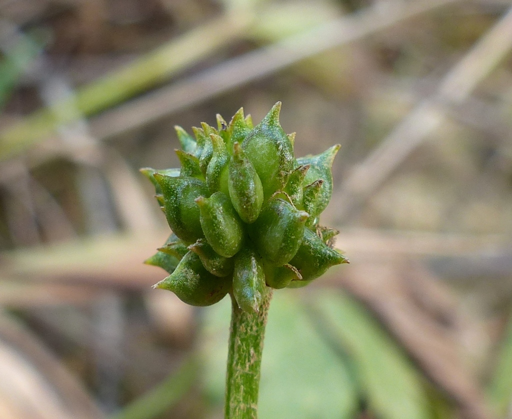 Ranunculus repens (hero image)