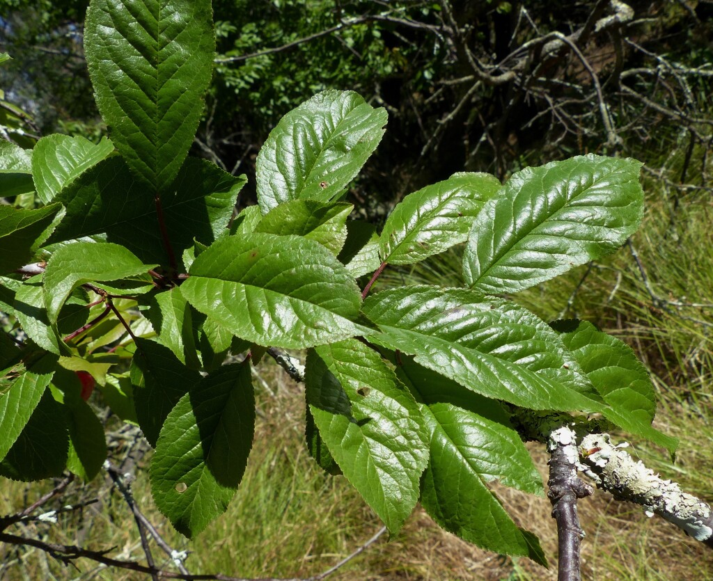 Prunus (hero image)