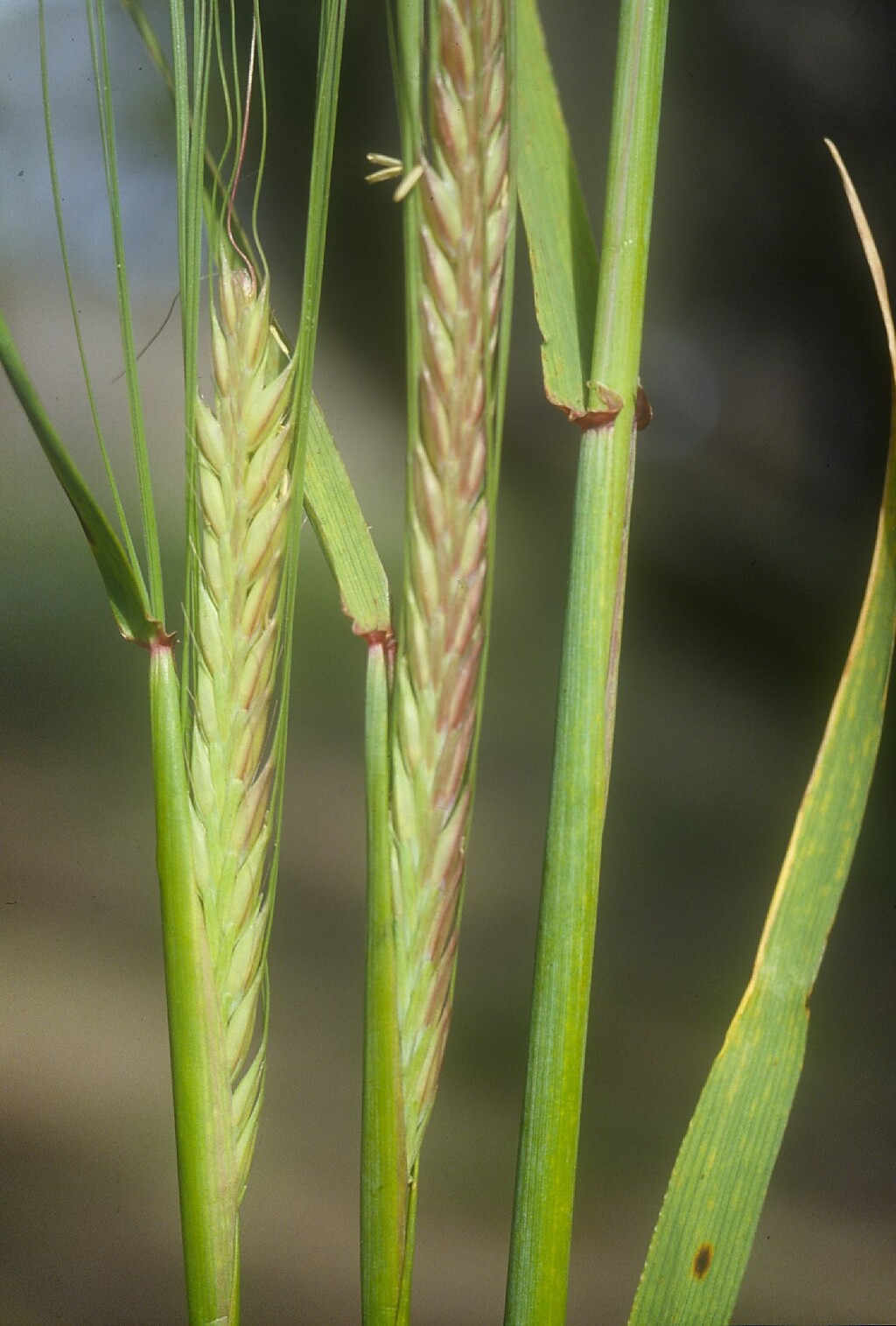 Hordeum distichon (hero image)