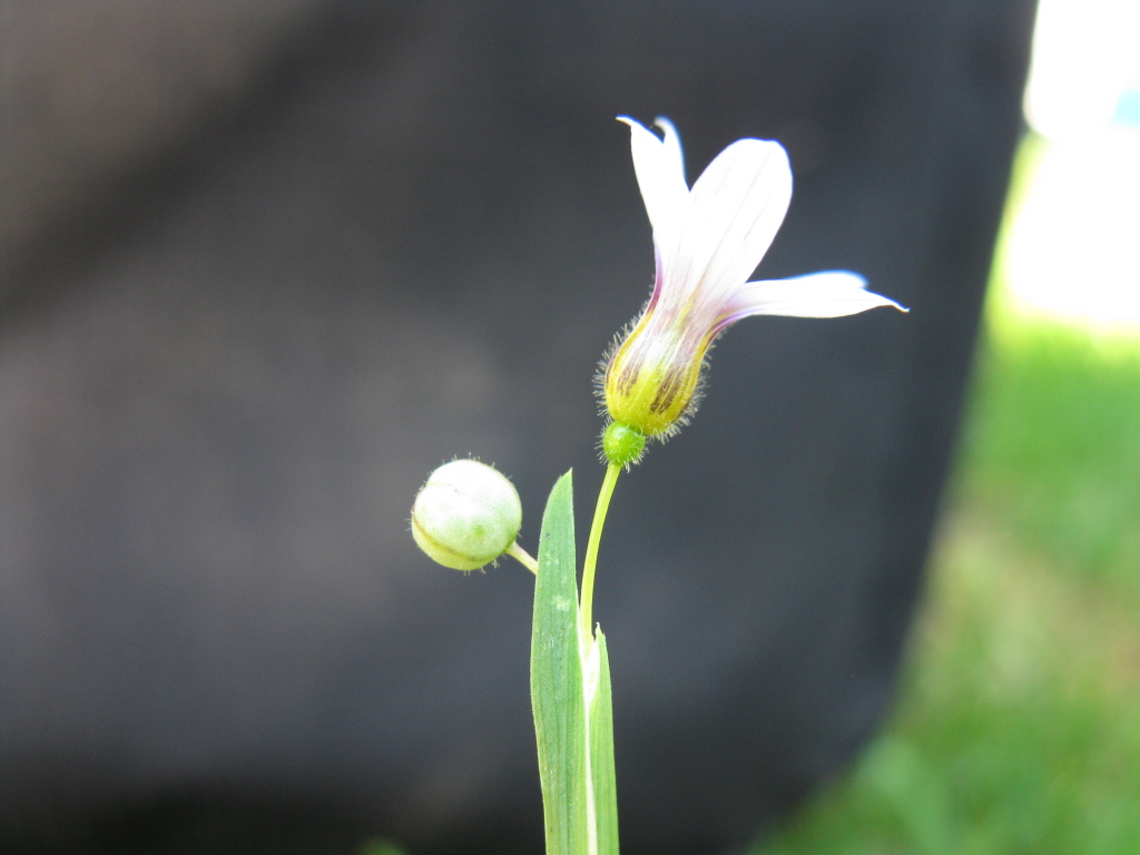 Sisyrinchium rosulatum (hero image)