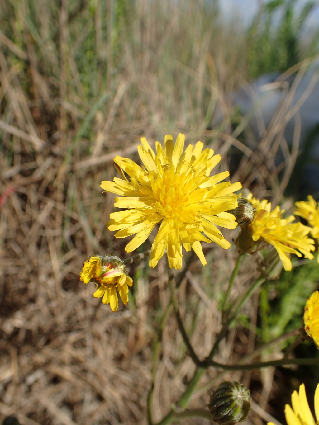 Crepis vesicaria subsp. taraxacifolia (hero image)