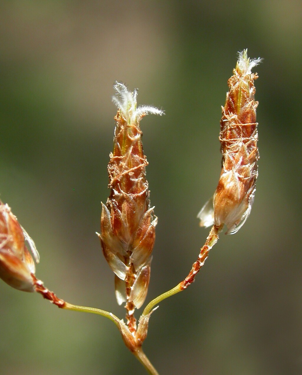 Fimbristylis dichotoma (hero image)