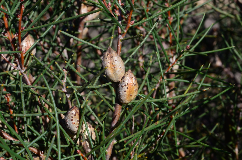 Hakea mitchellii (hero image)