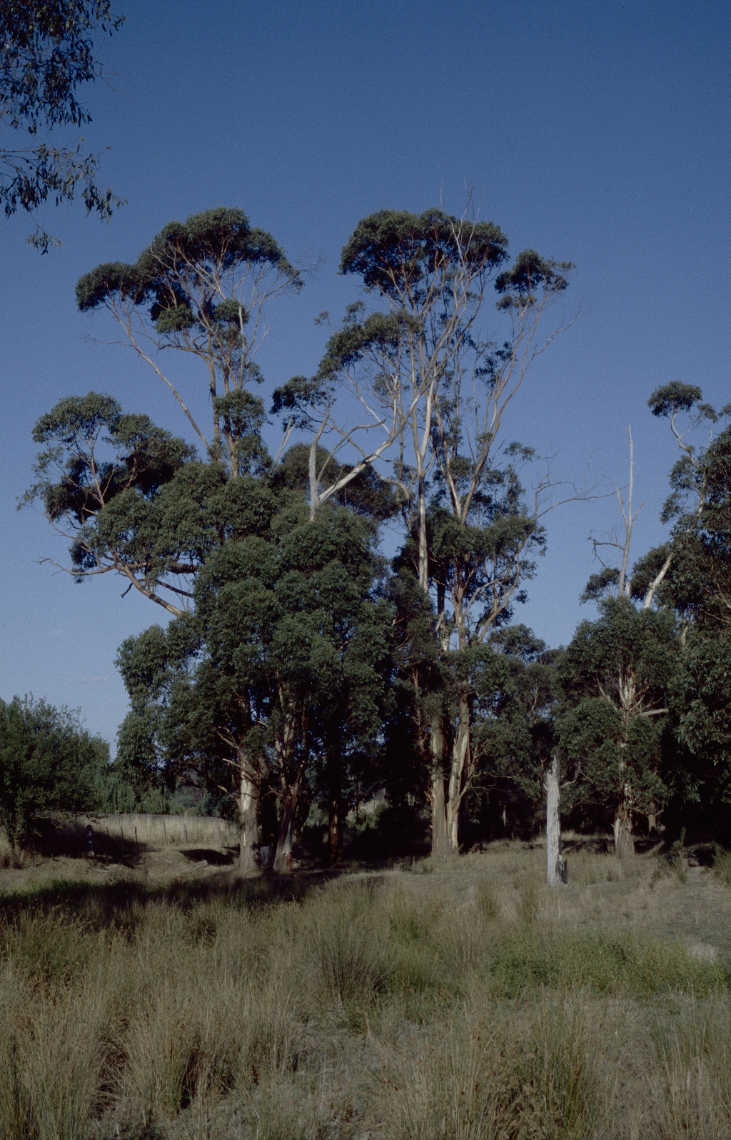 Eucalyptus strzeleckii (hero image)