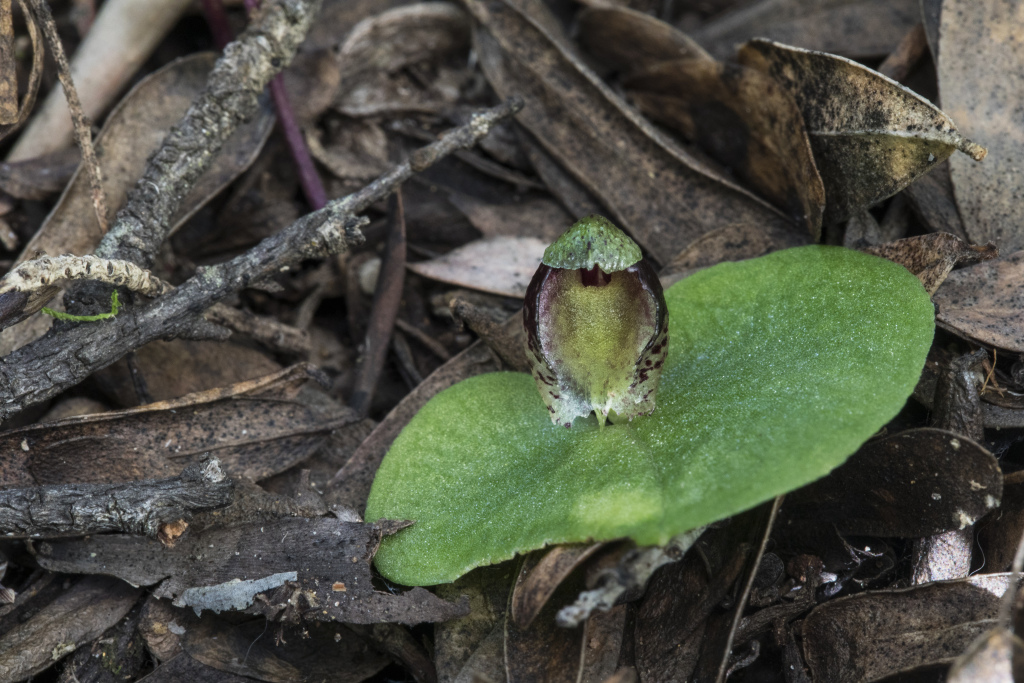 Corybas despectans (hero image)