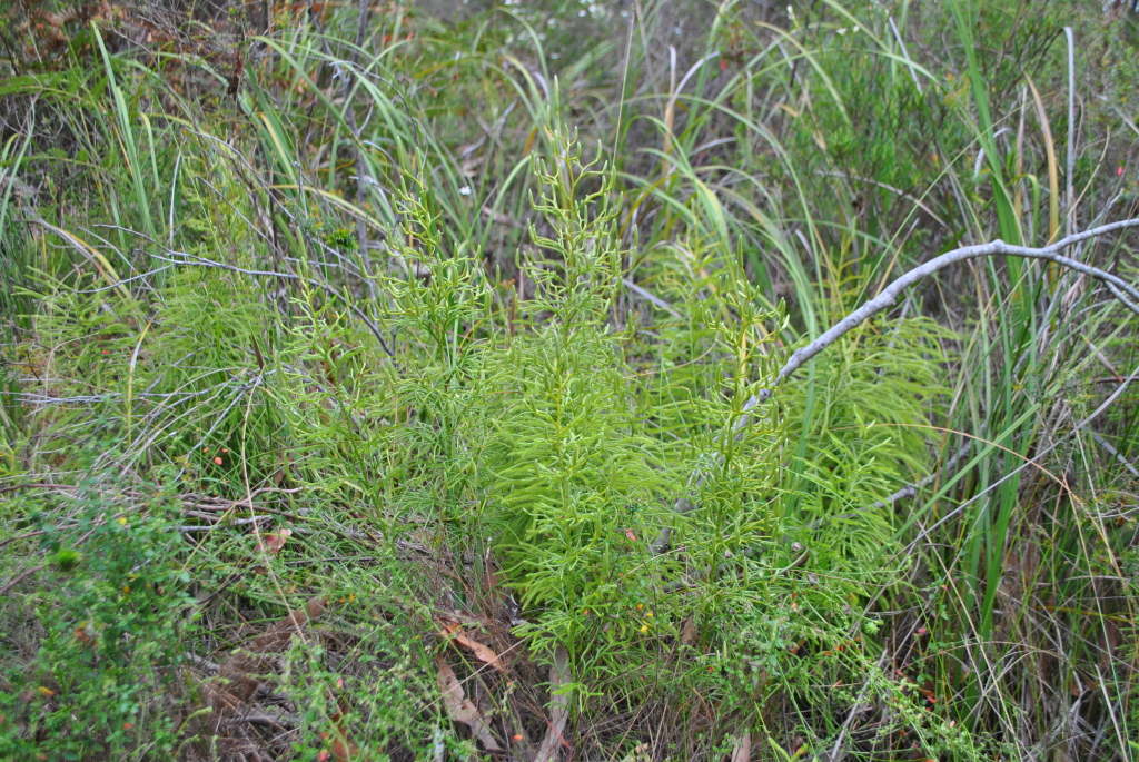 Lycopodium deuterodensum (hero image)