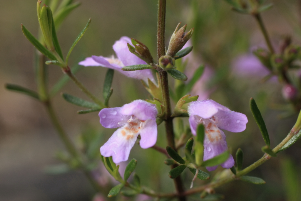 Westringia crassifolia (hero image)