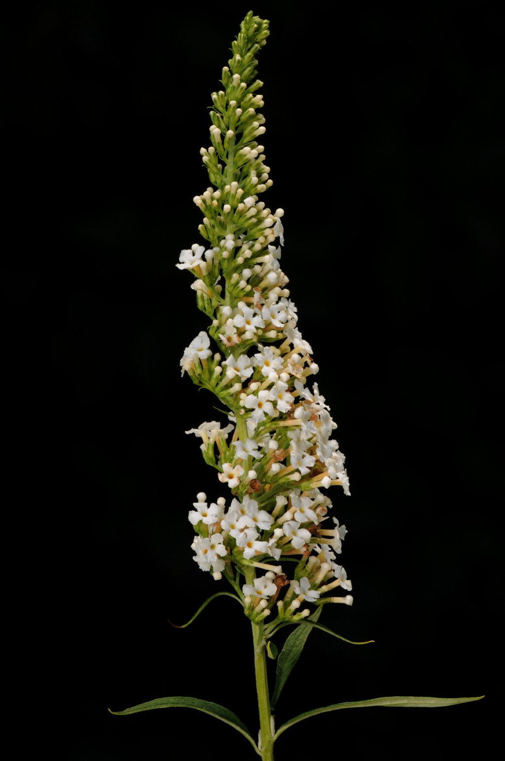 Buddleja davidii (hero image)