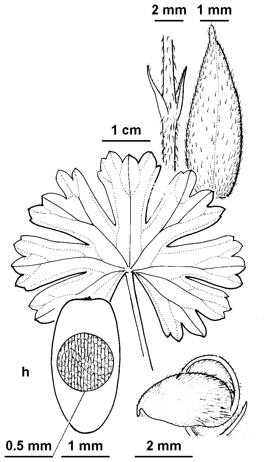 Geranium neglectum (hero image)