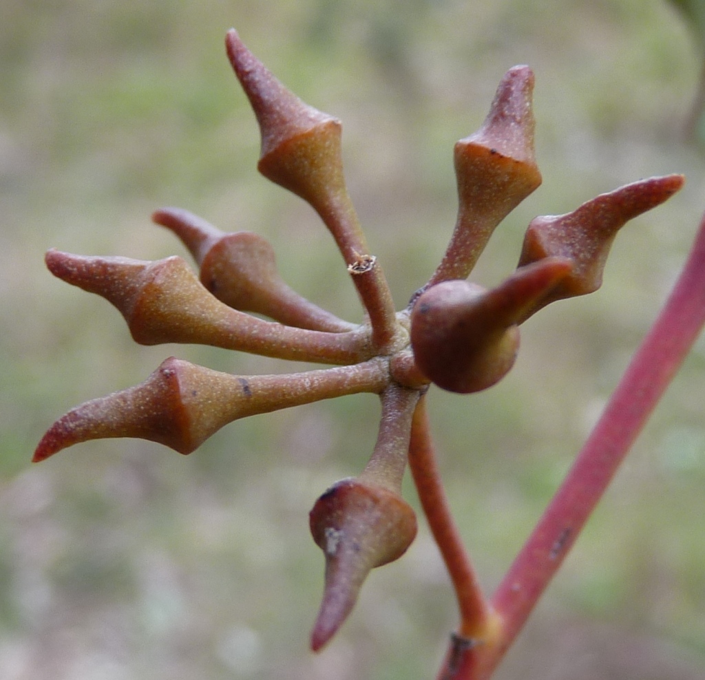 Eucalyptus macrorhyncha (hero image)