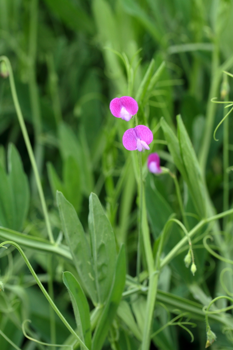 Lathyrus odoratus (hero image)