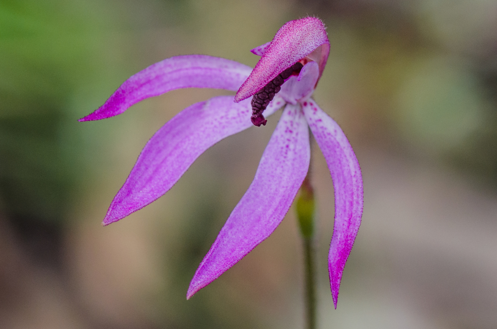 Caladenia congesta (hero image)