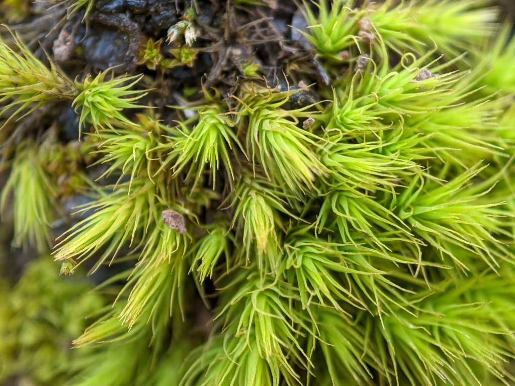 Bartramia breutelii (hero image)