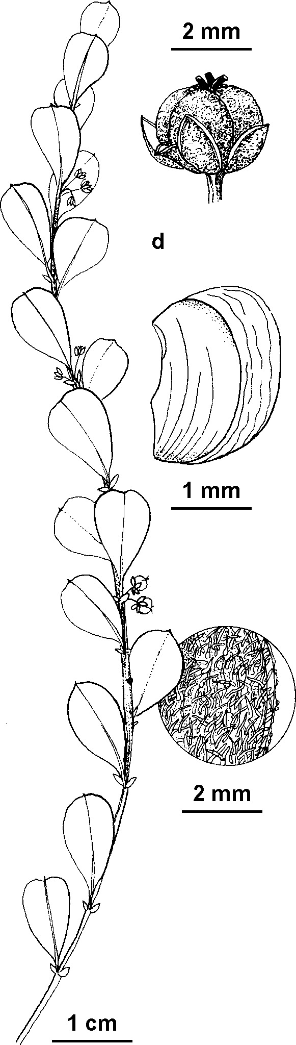 Phyllanthus saxosus (hero image)